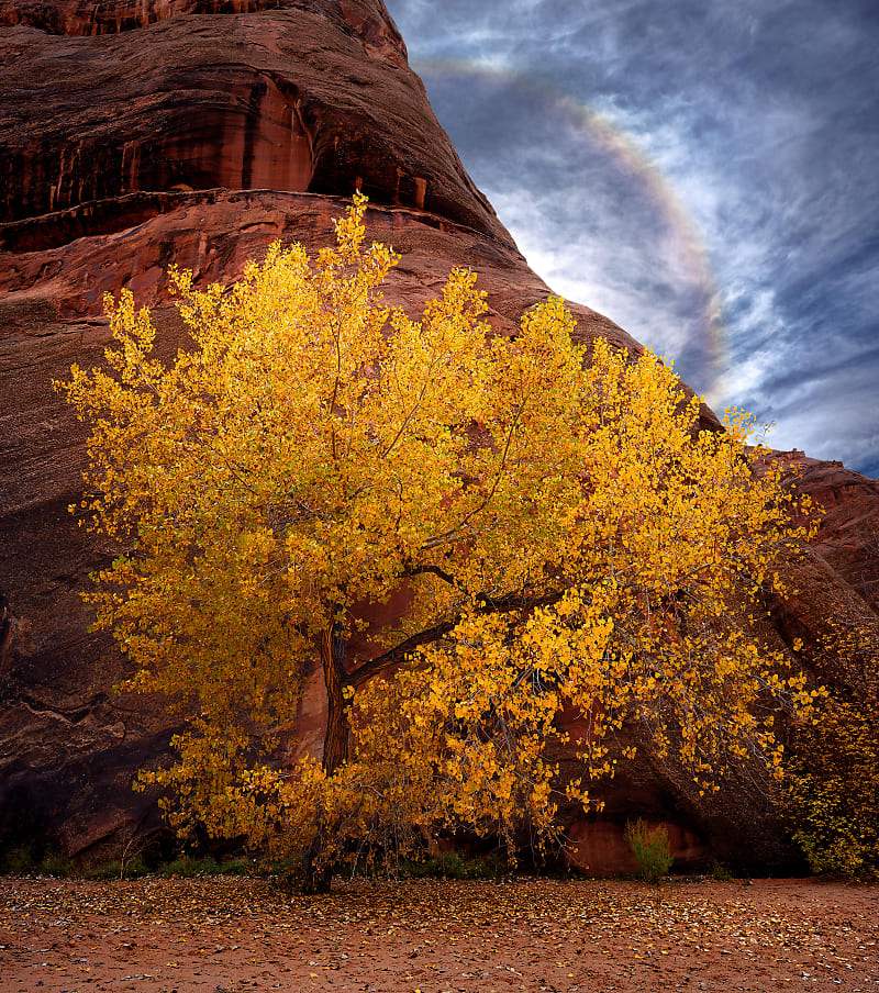 22 Degree Coyote — Acrylic