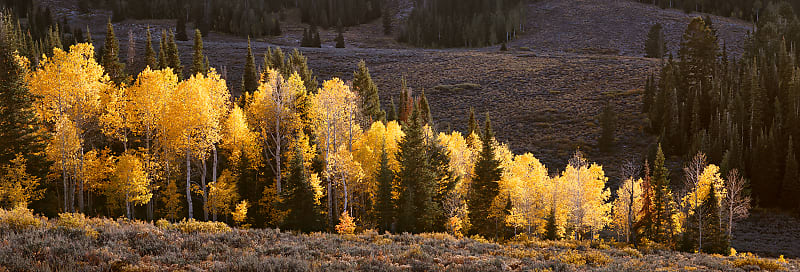 Golden Graces — Metal