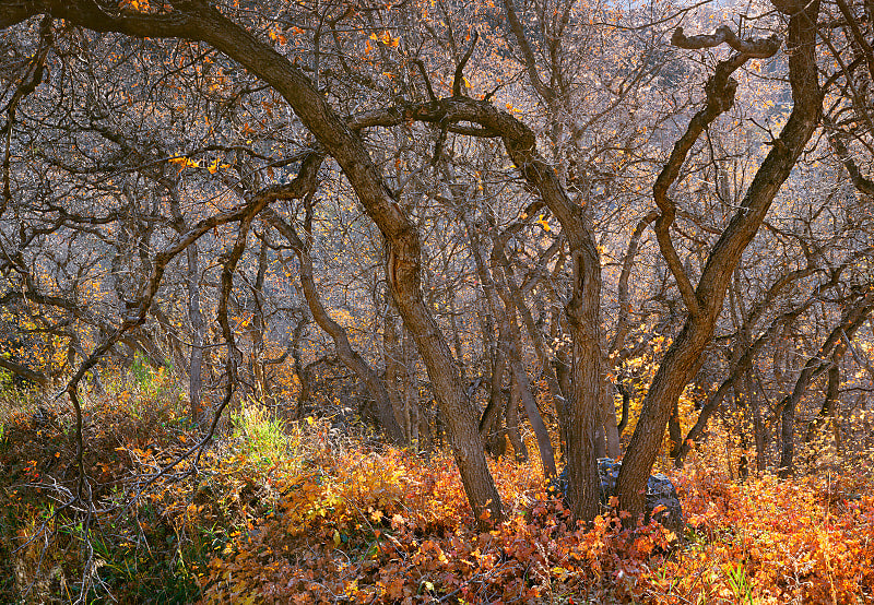 Oak Enchantment — Metal
