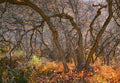 Oak Enchantment — Loose Print